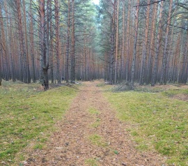 Прирезка лесных участков Кадастровые работы в Михнево